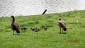 336 Ducks